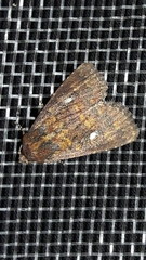 Condicinae