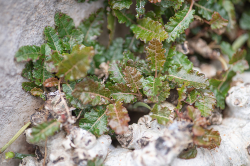 Boswellia nana (Boswellia nana)