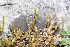 Selaginella helvetica