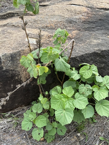 Ramma Fibre (Hibiscus lunarifolius)