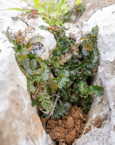 Boswellia nana (Boswellia nana)
