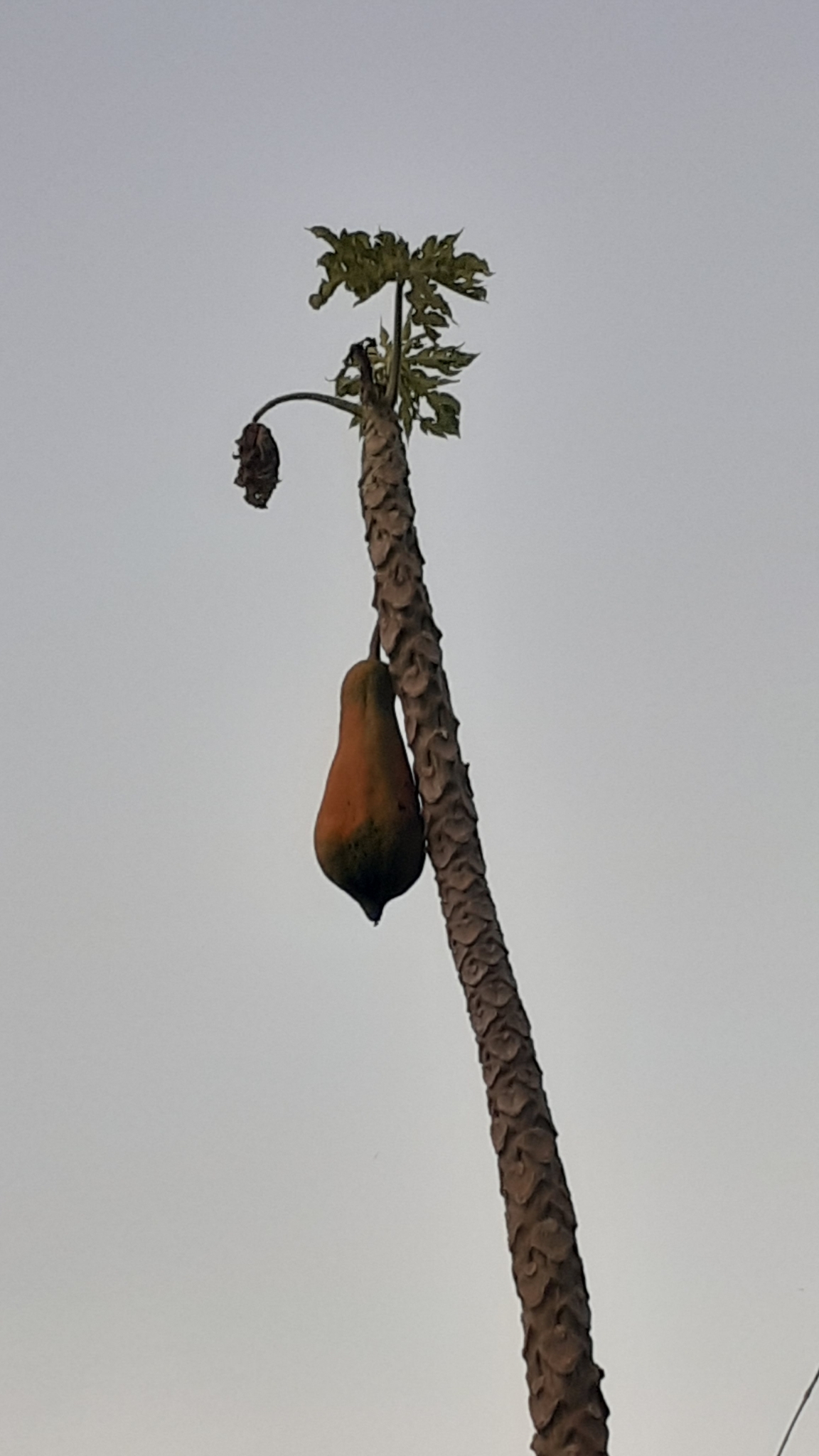 Imagem de Mamão