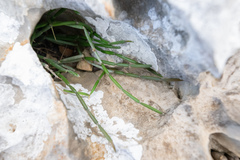 Sarcostemma socotranum (Sarcostemma socotranum)