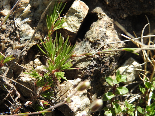 Image of Cherleria laricifolia by (c) Yves Bas, some rights reserved (CC BY)