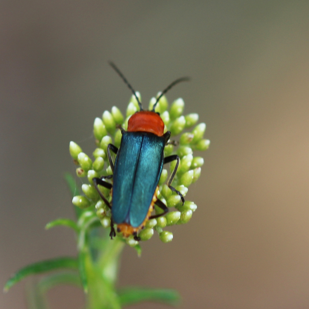 Tricolor Soldier Beetle from Ballarat VIC, Australia on January 2, 2024