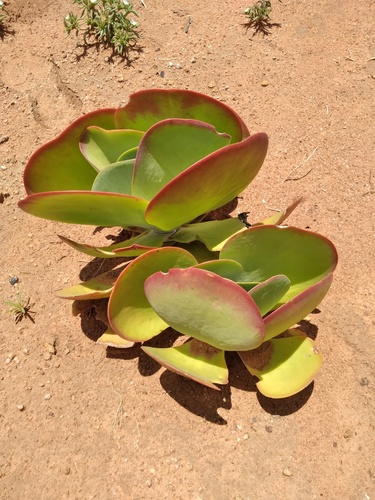 Kalanchoe luciae Raym.-Hamet