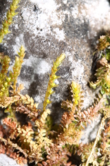 Selaginella helvetica