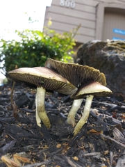 Leratiomyces percevalii