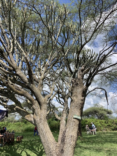 Foto de Cacto-candelabro