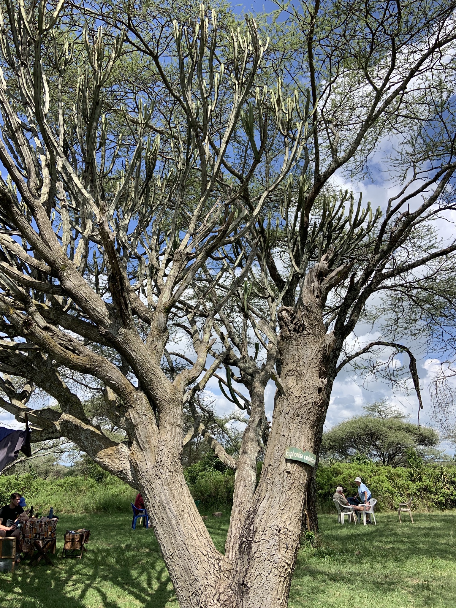 Imagem de Cacto-candelabro