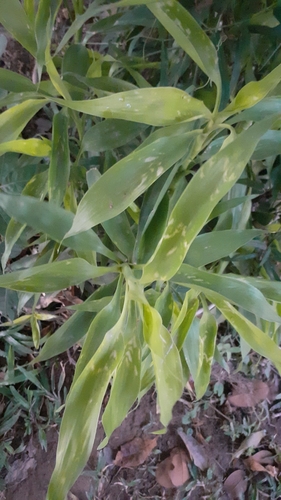 Bambu-da-sorte