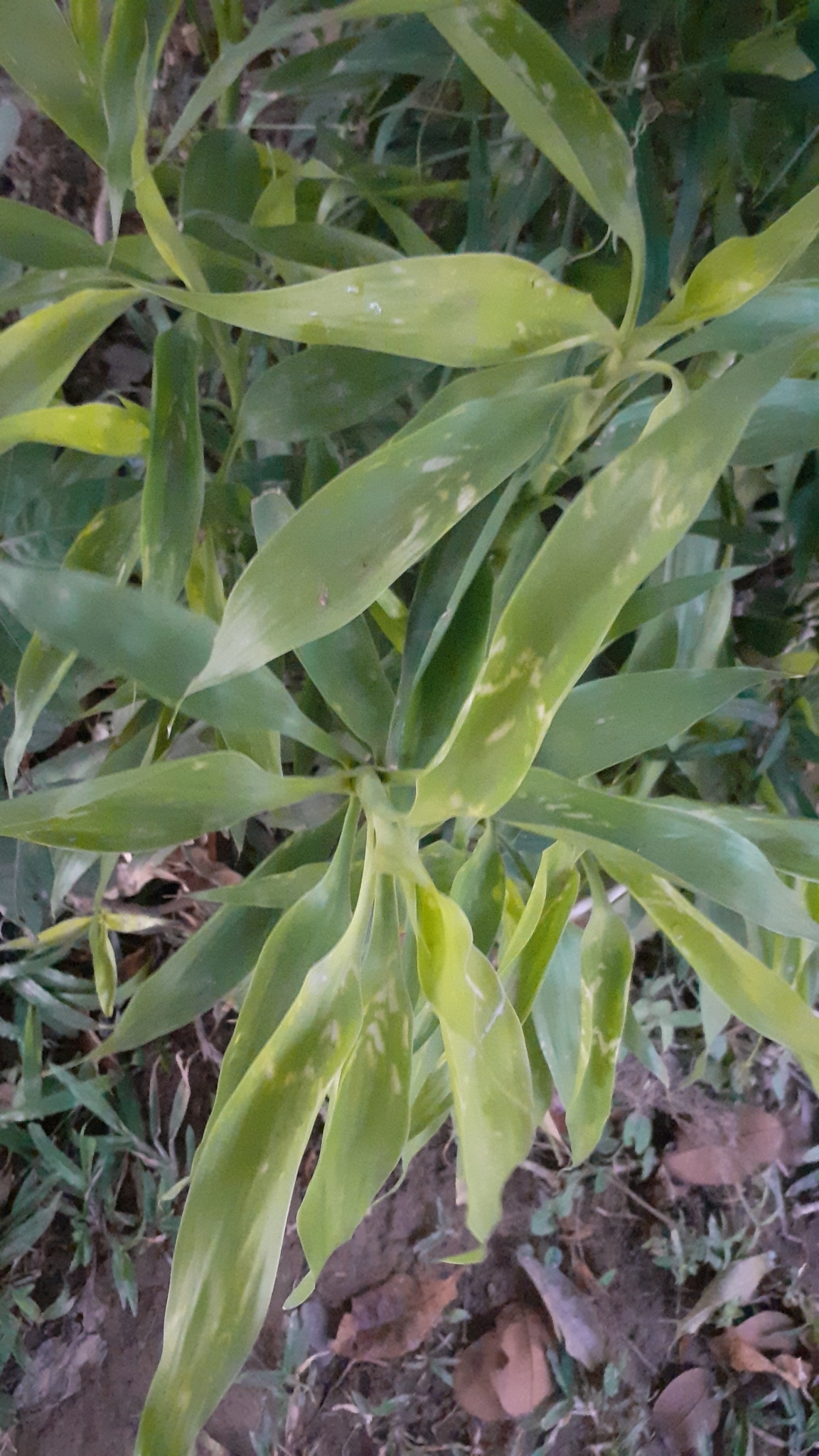 Imagem de Bambu-da-sorte