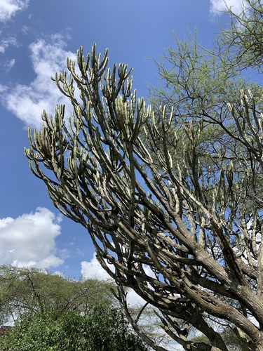 Foto de Cacto-candelabro