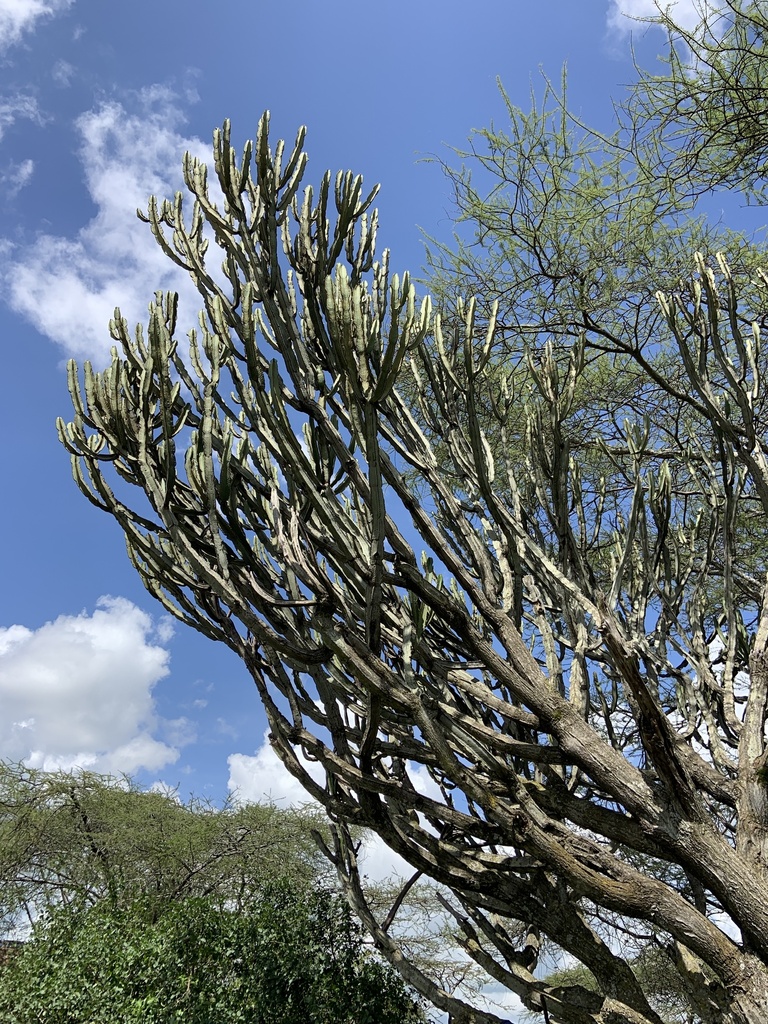 Foto de Cacto-candelabro