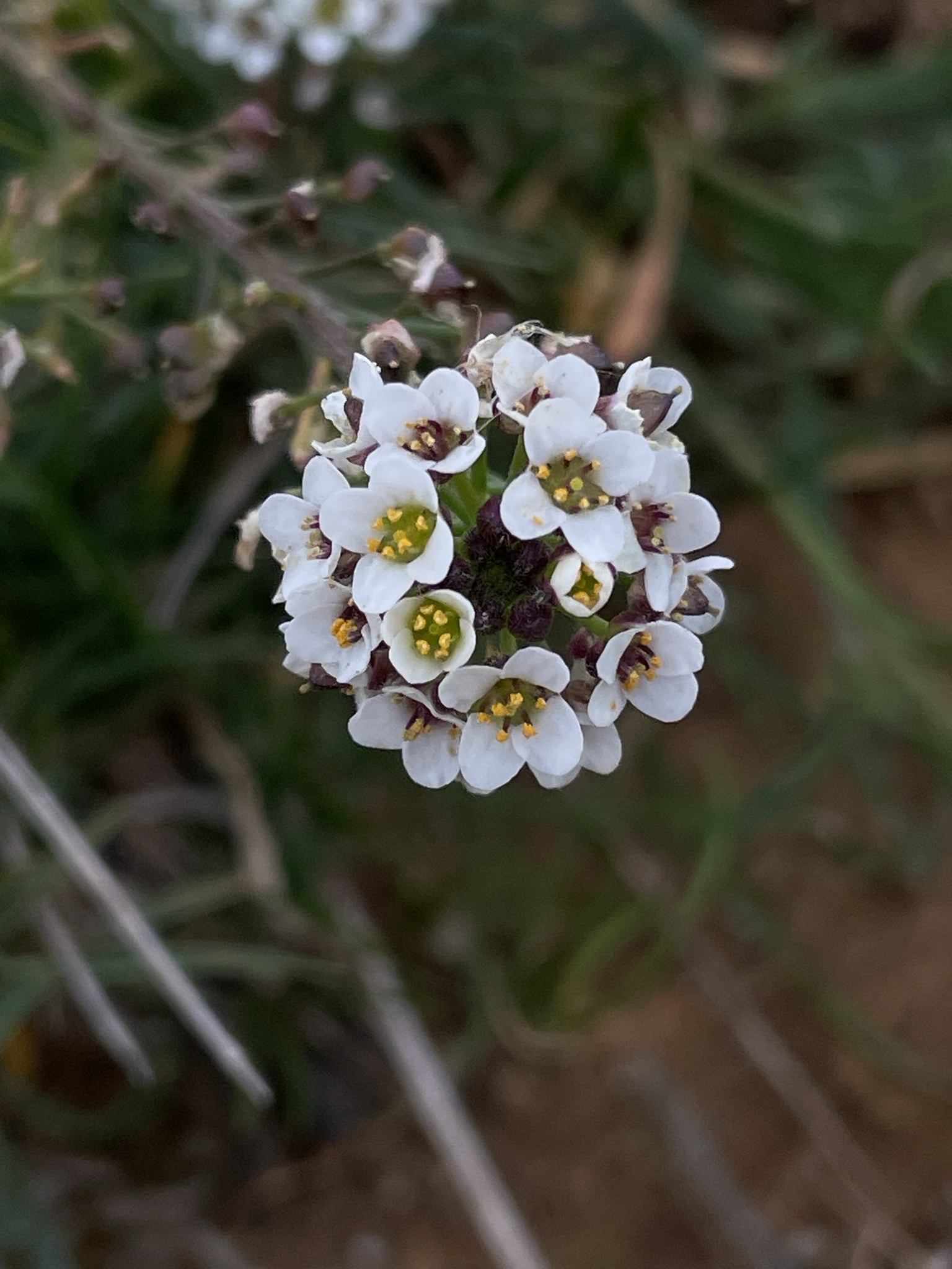 Imagem de Alyssum