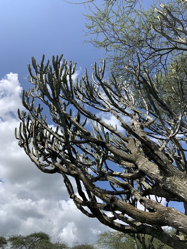 Foto de Cacto-candelabro