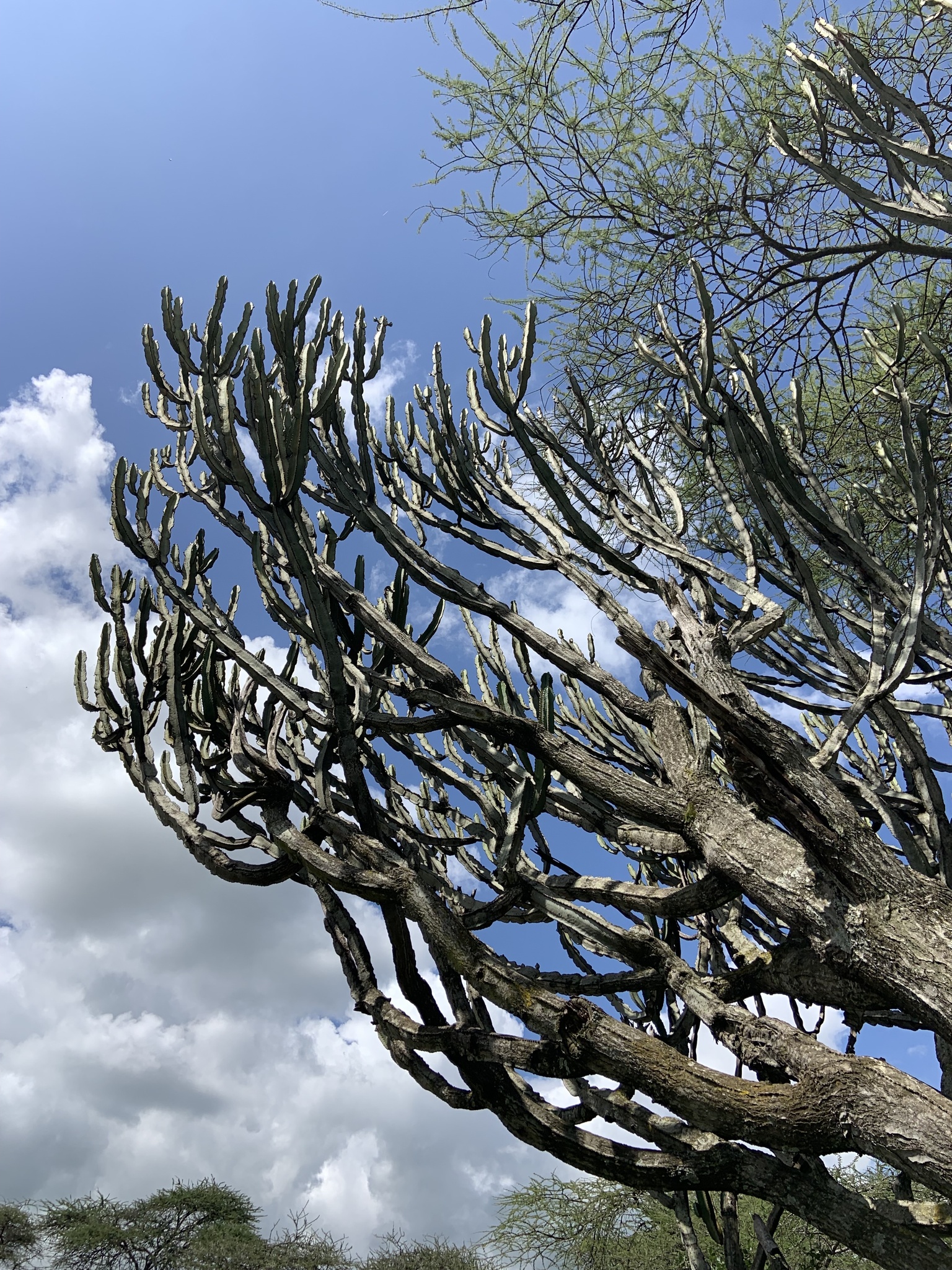 Imagem de Cacto-candelabro