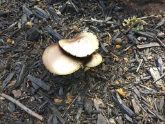 Leratiomyces percevalii