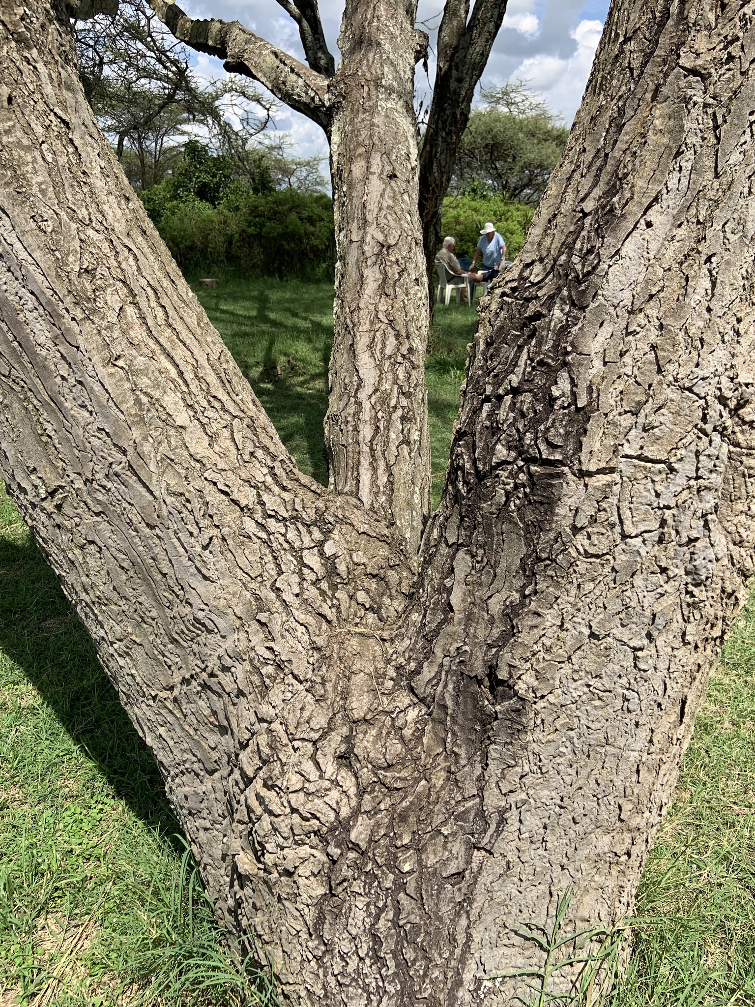 Imagem de Cacto-candelabro