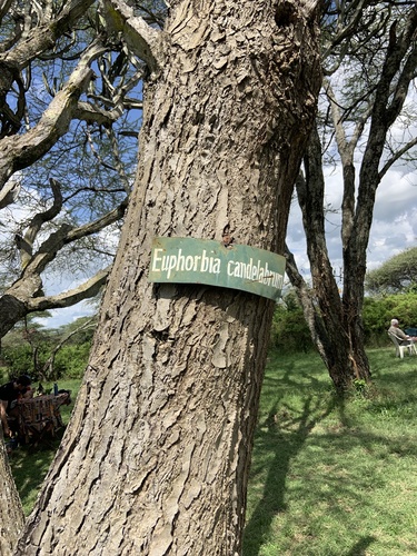 Foto de Cacto-candelabro