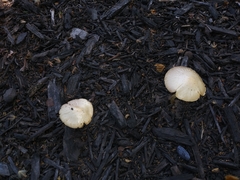 Leratiomyces percevalii