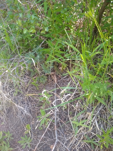 Six-banded Patagonian Lizard, Diplolaemus sexcinctus