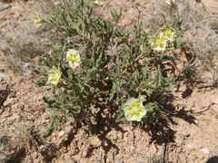 Chamaesaracha sordida