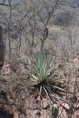 Agave angustifolia rubescens