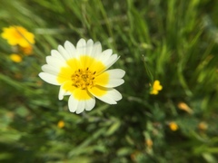 Layia gaillardioides