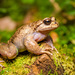 Patagonian Frogs - Photo (c) pedro vargas, some rights reserved (CC BY-NC), uploaded by pedro vargas