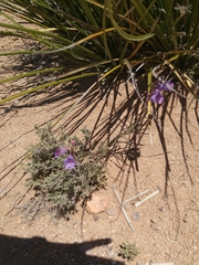 Penstemon dasyphyllus