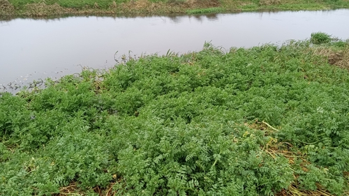 Foto de Agrião