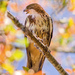 White-throated Hawk - Photo (c) pedro vargas, some rights reserved (CC BY-NC)