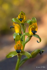 Chloraea disoides