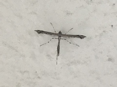 Anstenoptilia