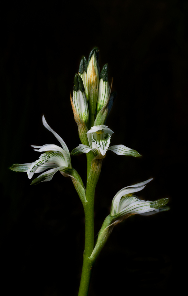 Chloraea