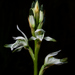 Chloraea multiflora - Photo (c) pedro vargas,  זכויות יוצרים חלקיות (CC BY-NC), uploaded by pedro vargas