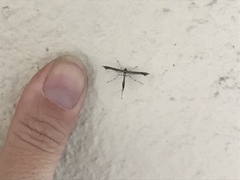 Anstenoptilia