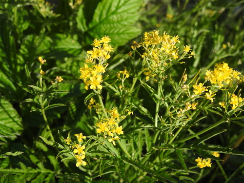 Descurainia tanacetifolia (Descurainia tanacetifolia)