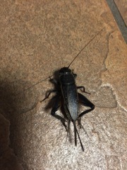 Gryllus texensis