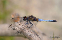 Erythrodiplax connata