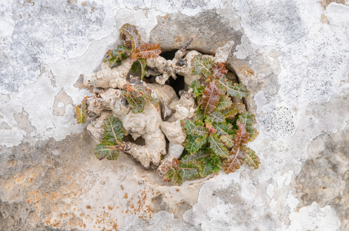 Boswellia nana