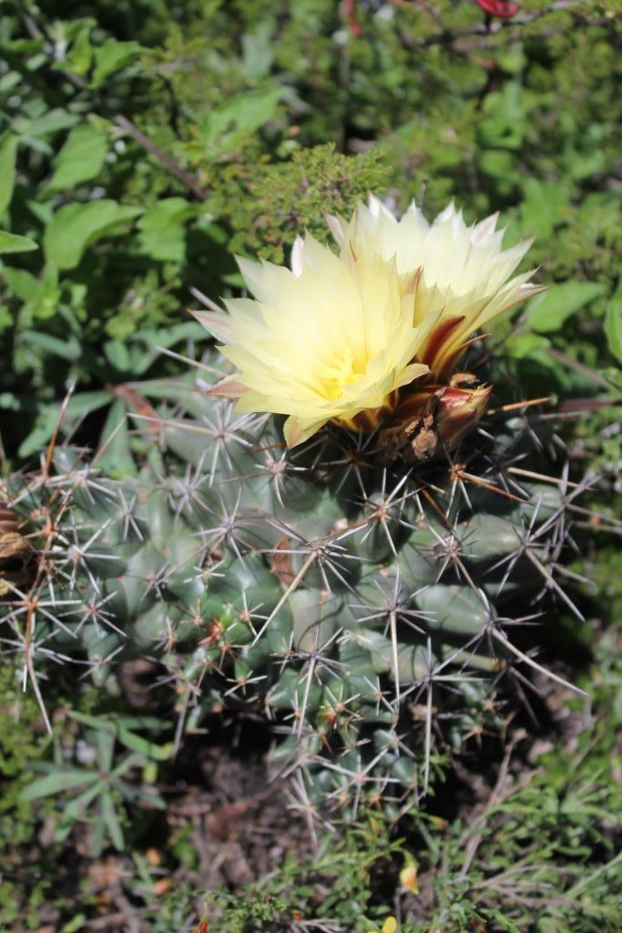 Coryphantha georgii