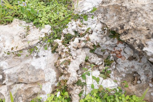 Boswellia nana
