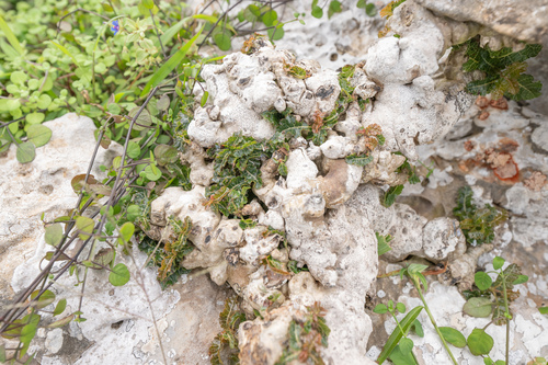 Boswellia nana