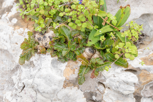 Boswellia nana