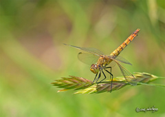 Erythrodiplax corallina