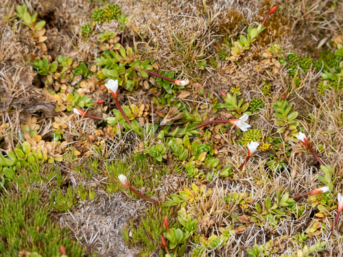 Epilobium confertifolium (Epilobium confertifolium)