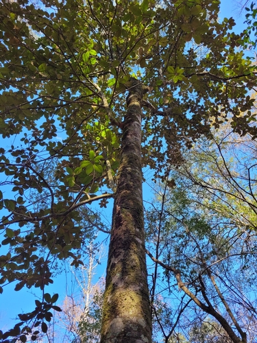 Foto de Magnólia