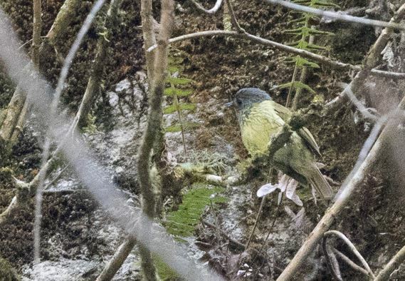 Streak-necked Flycatcher (Mionectes striaticollis), photo 10